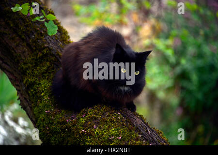 Yellow eyed, black cat sitting on a lichen covered tree branch. Stock Photo