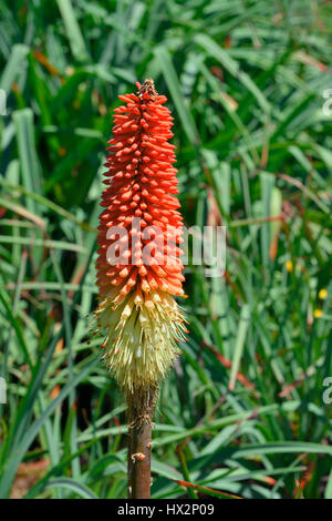 Portrait shot of a Red Hot Poker plant (Kniphofia Uvaria), against green foliage. Stock Photo