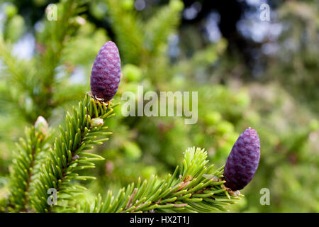 Close-up branch of spruce with young purple pine cones in spring. Stock Photo