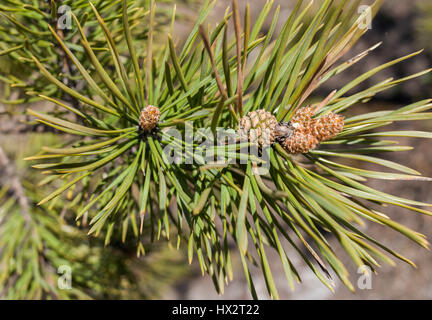 Close-up young needles, pine cones and twigs of pine tree in spring. Stock Photo