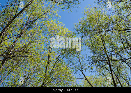 Bottom view to tree tops in the young spring leaves, aspiring upward on blue sky background. Stock Photo