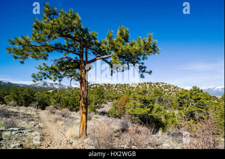 Pinus ponderosa, ponderosa pine, bull pine, blackjack pine, western yellow pine, with Rocky Mountains beyond, Little Rainbow Trail, Central Colorado,  Stock Photo