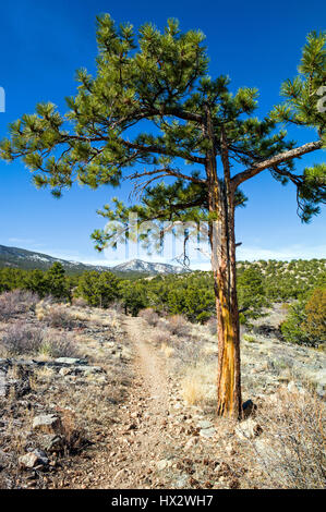 Pinus ponderosa, ponderosa pine, bull pine, blackjack pine, western yellow pine, with Rocky Mountains beyond, Little Rainbow Trail, Central Colorado,  Stock Photo