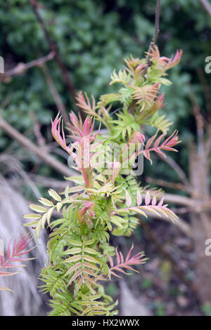 New growth of Sorbaria sorbifolia 'Sem' (Ural False Spirea) Stock Photo