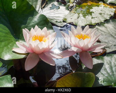 full frame close up close-up of a pair of two 2 pale pink  with orange centre center Nymphaea water lilies among leaves on a pond reflecting the sun Stock Photo