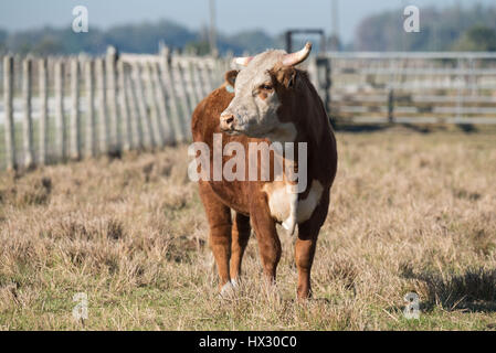 Cow in corral - front view Stock Photo