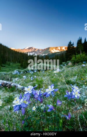 Columbines (Aquilegia caerulea) and mountains, Herman Gulch Trail, Arapaho National Forest, Colorado USA Stock Photo