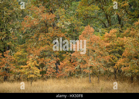Oregon white oak trees in early autumn; Mount Pisgah Arboretum, Willamette Valley, Oregon. Stock Photo