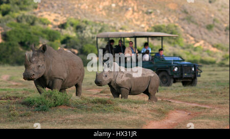 An adult and a  baby white rhino stand next to a tourist vehicle during a safari on a private game reserve in South Africa March 18, 2017. © John Voos Stock Photo