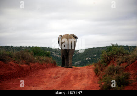 An elephant walks along a track, during a safari, in a private game reserve in South Africa March 19, 2017. © John Voos Stock Photo