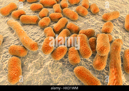 Multi-drug resistant Acinetobacter baumannii bacteria,computer illustration.A.baumannii is Gram-negative,oxidase negative,aerobic,coccobacillus.It has always been naturally resistant to multiple antibiotics.It can be especially resistant to penicillin chloramphenicol.It causes various nosocomial Stock Photo