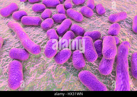 Multi-drug resistant Acinetobacter baumannii bacteria,computer illustration.A.baumannii is Gram-negative,oxidase negative,aerobic,coccobacillus.It has always been naturally resistant to multiple antibiotics.It can be especially resistant to penicillin chloramphenicol.It causes various nosocomial Stock Photo