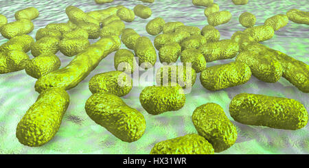 Multi-drug resistant Acinetobacter baumannii bacteria,computer illustration.A.baumannii is Gram-negative,oxidase negative,aerobic,coccobacillus.It has always been naturally resistant to multiple antibiotics.It can be especially resistant to penicillin chloramphenicol.It causes various nosocomial Stock Photo