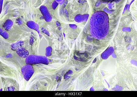 Multi-drug resistant Acinetobacter baumannii bacteria inside biofilm,computer illustration.A.baumannii is Gram-negative,oxidase negative,aerobic,coccobacillus.It has always been naturally resistant to multiple antibiotics.It can be especially resistant to penicillin chloramphenicol.It causes Stock Photo