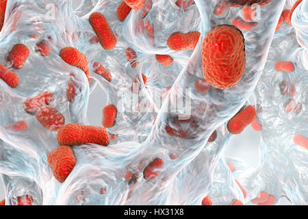 Multi-drug resistant Acinetobacter baumannii bacteria inside biofilm,computer illustration.A.baumannii is Gram-negative,oxidase negative,aerobic,coccobacillus.It has always been naturally resistant to multiple antibiotics.It can be especially resistant to penicillin chloramphenicol.It causes Stock Photo