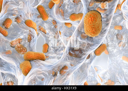 Multi-drug resistant Acinetobacter baumannii bacteria inside biofilm,computer illustration.A.baumannii is Gram-negative,oxidase negative,aerobic,coccobacillus.It has always been naturally resistant to multiple antibiotics.It can be especially resistant to penicillin chloramphenicol.It causes Stock Photo