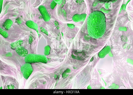 Multi-drug resistant Acinetobacter baumannii bacteria inside biofilm,computer illustration.A.baumannii is Gram-negative,oxidase negative,aerobic,coccobacillus.It has always been naturally resistant to multiple antibiotics.It can be especially resistant to penicillin chloramphenicol.It causes Stock Photo