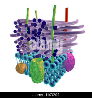 Gram-positive bacterial cell wall, artwork. The horizontal layers include a plasma membrane (blue) containing transmembrane proteins (green, yellow and purple). Above this is a thick peptidoglycan layer (purple rods) that is held together by teichoic acids (red rods) and lipoteichoic acids (green rods). This is termed a Gram-positive cell wall because the thick layer of peptidoglycan retains the Gram stain that helps identify microbial life. Stock Photo