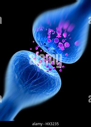 Synapse. Computer illustration of a synapse, the junction between two ...