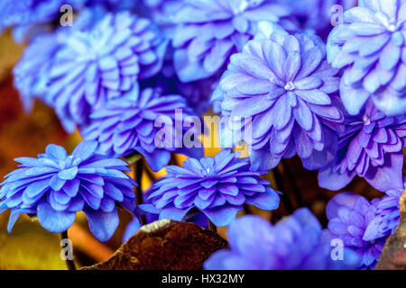 Hepatica nobilis 'Plena', blue hepaticas Stock Photo
