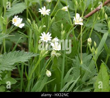Closeup of flowers of Field Mouse-Ear Chickweed Cerastium arvense) showing small white petals and bright yellow anthers. Stock Photo