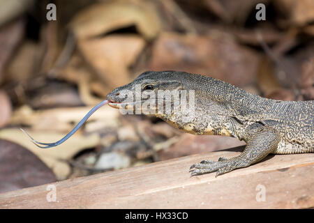 Asian Water Monitor Lizard (Varanus salvator) with Tongue out Stock Photo