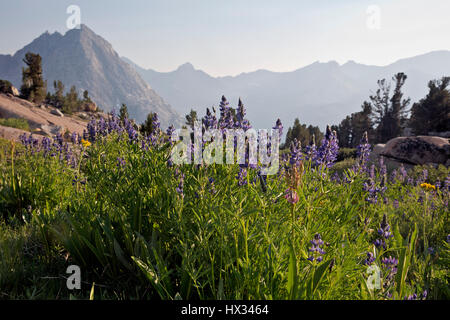 CA03108-00...CALIFORNIA - Lupine blooming on Darwin Bench in Kings Canyon National Park. Stock Photo