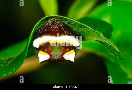 Two-spined Spider (Poecilopachys australasia), New South Wales, Australia Stock Photo