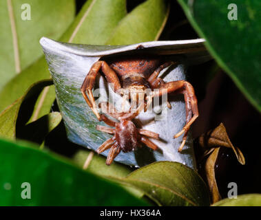 Brown Crab Spider (Sidymella bicuspidata) with another spider prey