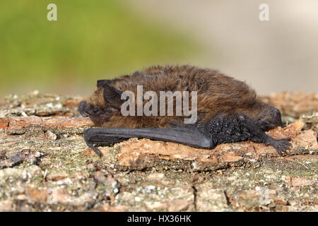 Common pipistrelle (Pipistrellus pipistrellus) resting on bark, Siegerland, North Rhine-Westphalia, Germany Stock Photo