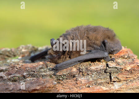 Common pipistrelle (Pipistrellus pipistrellus) resting on bark, Siegerland, North Rhine-Westphalia, Germany Stock Photo