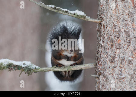 Squirrel (Sciurus vulgaris) sitting on tree branch, winter, Austria Stock Photo