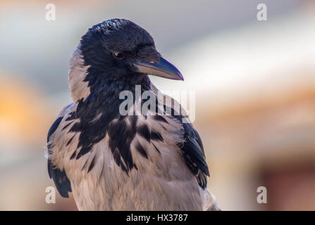 Aaskrähe, Nebelkrähe Stock Photo