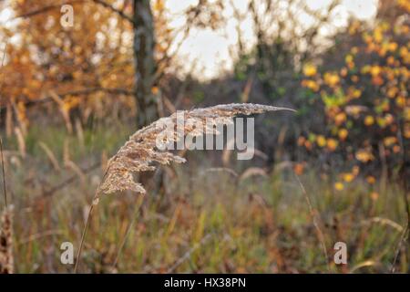 Grass ear in autumn Stock Photo