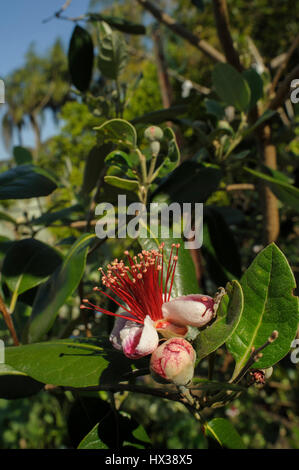 Flowering Feijoa (Acca sellowiana), aka Pineapple Guava, Guavasteen, leaves, flower, flowerbud flower bud Stock Photo