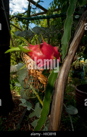 Red Dragon Fruit (Hylocereus costaricensis), or Pitaya, ripening in the sun. Stock Photo