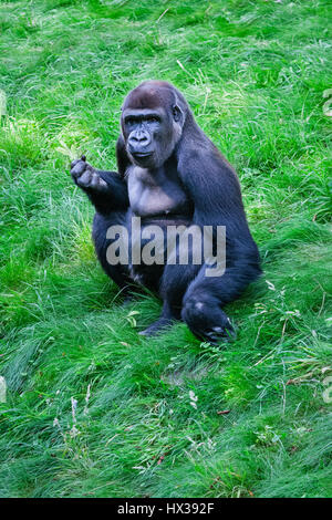 Rotterdam Zoo (Diergaarde Blijdorp), Western Lowland Gorilla (Gorilla