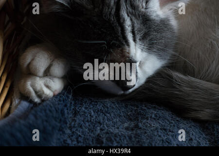 Cute cat sleeping on a pillow in a wicker basket Stock Photo