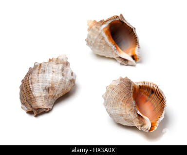 Three shells from rapana isolated on white background. Selective focus. Stock Photo