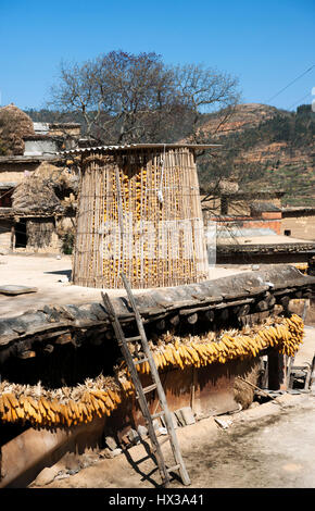 Yellow corn gathered in wooden silo on rooftop of village house and corn row being dried by sun  against stone wall in the morning, China Stock Photo