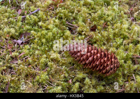 Norway Spruce, Picea abies, single pine cone lying on moss, Linn of Dee, Scotland, UK Stock Photo