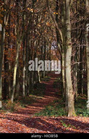 Path through Beech woodland, Fagus sylvatica, in autumn. Ashridge, Hertfordshire, UK Stock Photo