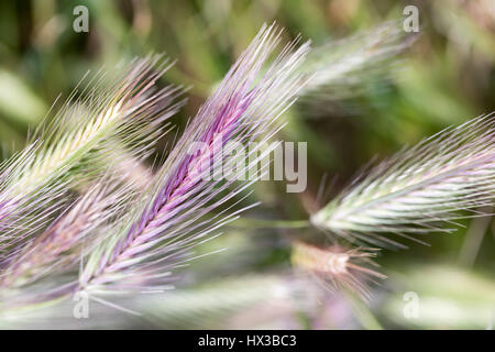 Common Rye in the field Stock Photo