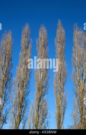 Lombardy Poplar Trees, Populus nigra italica, a variety of Black Poplar. Gloucestershire, UK Stock Photo