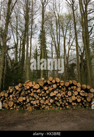 Pile of Oak, Quercus ruber, logs on nature reserve. The Knapp and Papermill Reserve, Worcestershire, UK. Stock Photo