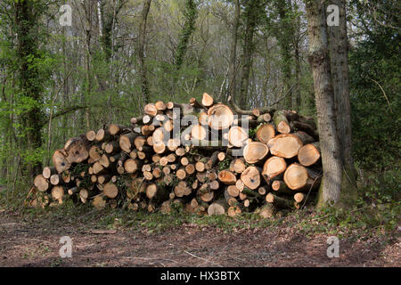 Pile of Oak, Quercus ruber, logs on nature reserve. The Knapp and Papermill Reserve, Worcestershire, UK. Stock Photo