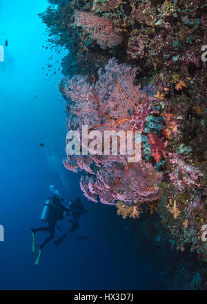 Scuba divers gaze at large fluorescent pink and orange Gorgonian sea fan on a deep sea coral wall reef. Bunaken Island, Indonesia. Stock Photo