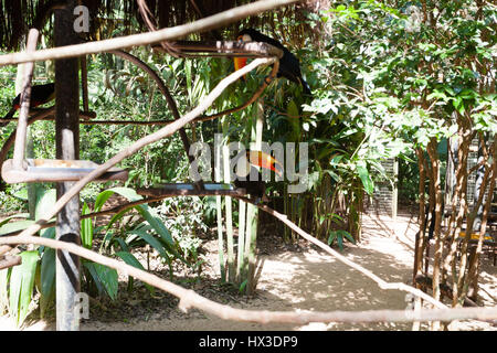 Toucan bird on the nature in Foz do Iguazu, Brazil. Brazilian wildlife Stock Photo