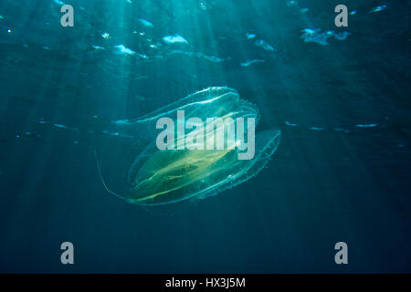 Comb jellyfish, encountered while diving in the Mediterranean Sea, Malta. These awesome animals use bio-luminescence to communicate. Stock Photo