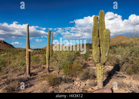 Saguaro cactus at sunset in Saguaro national park, Tucson, Arizona. Stock Photo